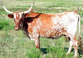 Texas_Longhorn